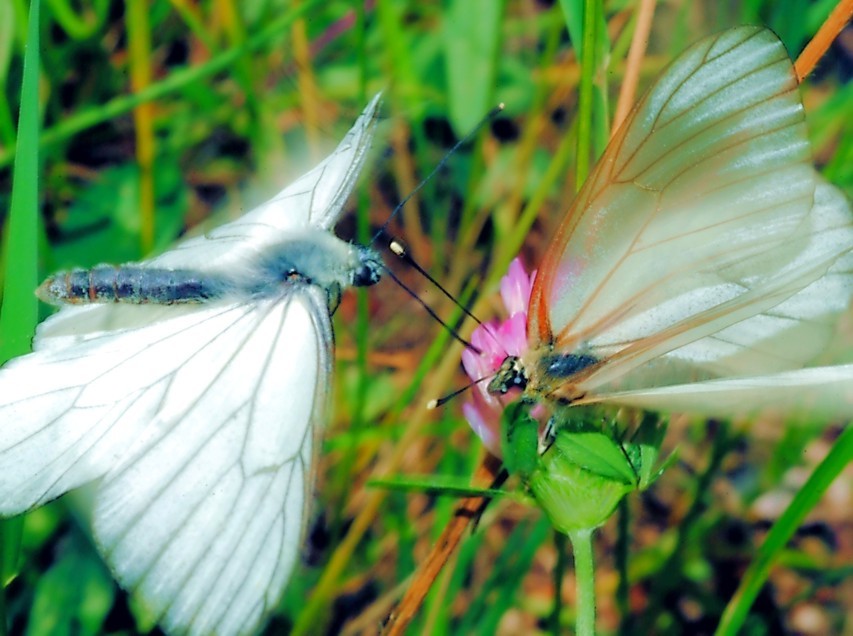 Aporia crataegi